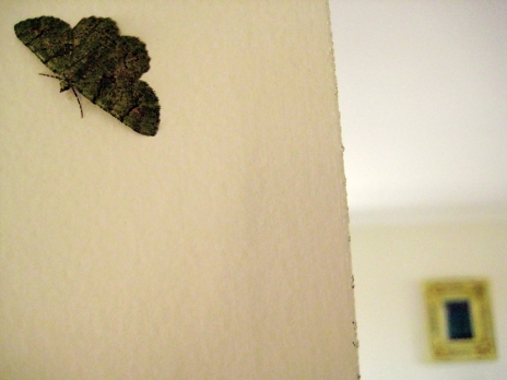 Little Green Moth