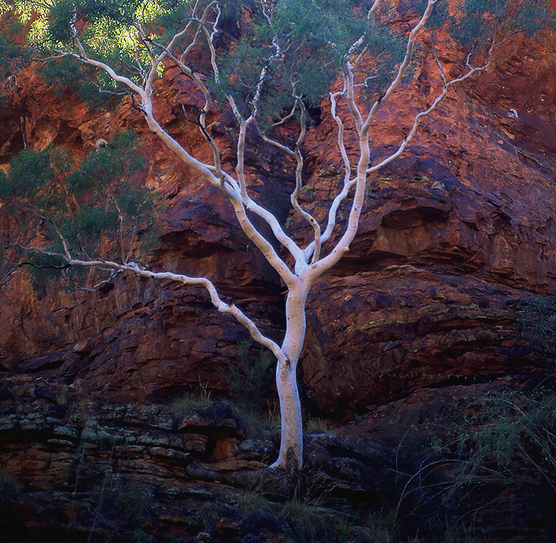 White Gum Tree, King's Canyon, Watarrka National Park, Northern Territory, Australia