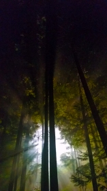 Light in the Forest, Deep Cove, British Columbia, Canada
