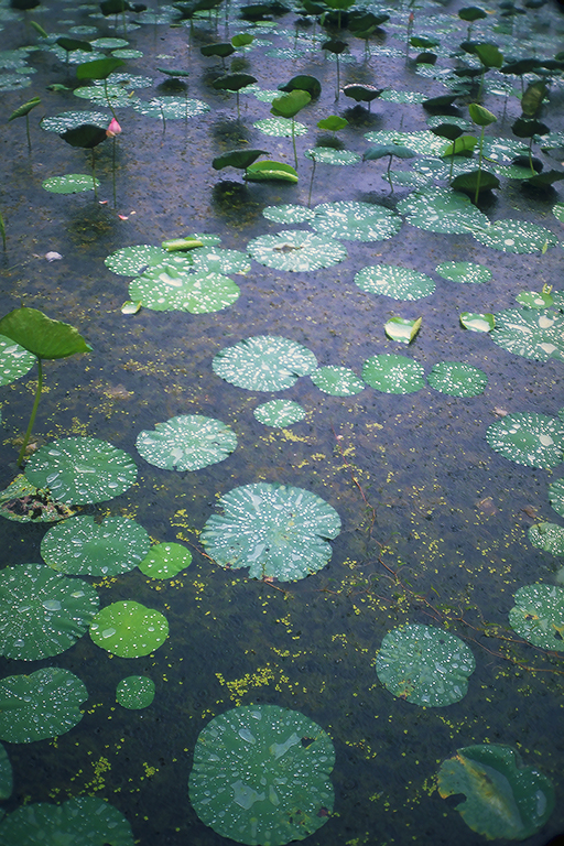 Raindrops Fall on Lotus Pads, Sukhothai, Thailand