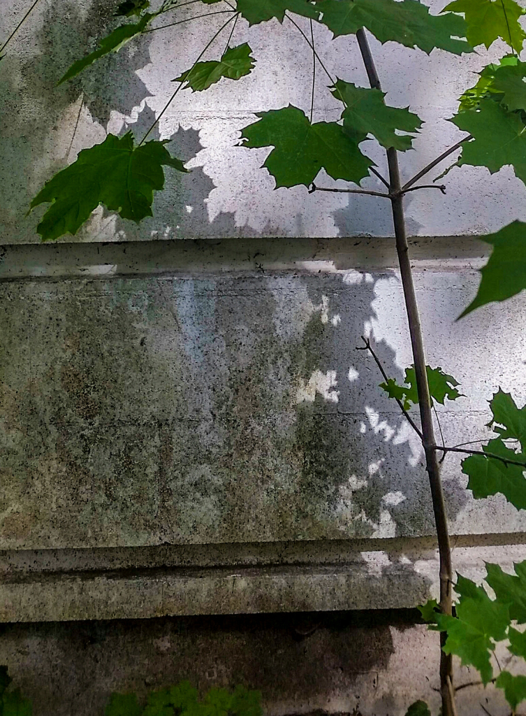 Maple Shadows on Concrete, Riverview Hospital, East Lawn Building, Coquitlam, British Columbia, Canada
