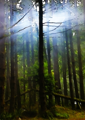 Light in the Trees, Seymour Demonstration Forest, North Vancouver, British Columbia, Canada