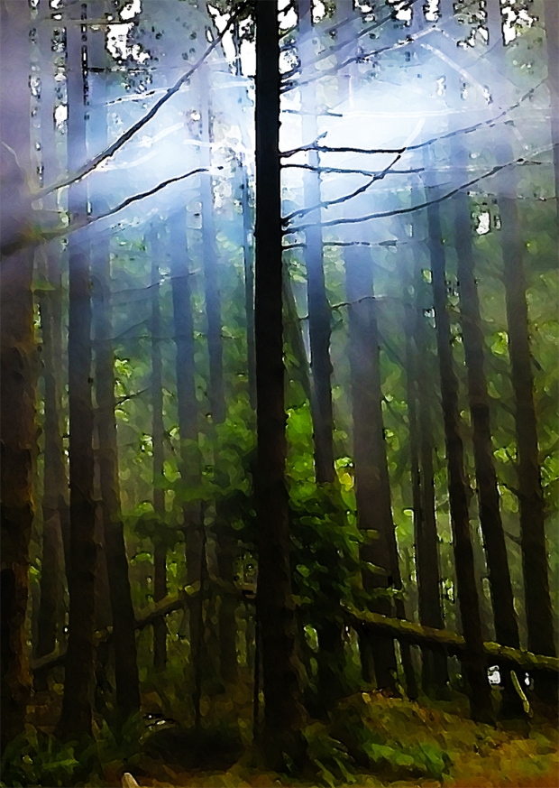 Light in the Trees, Seymour Demonstration Forest, North Vancouver, British Columbia, Canada