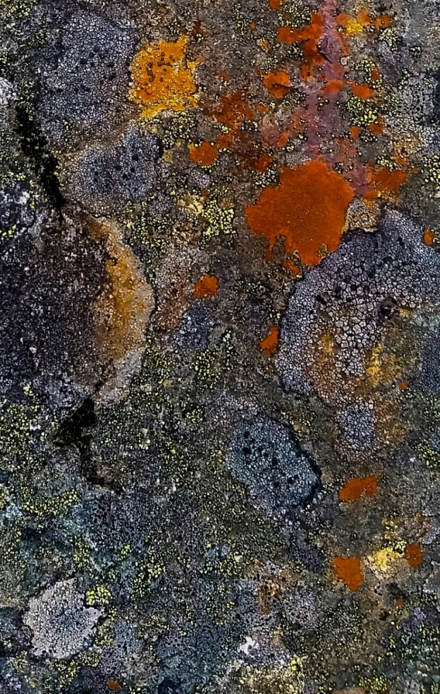 Lichen on Granite, Hope Slide, Crowsnest Highway, Near Hope, British Columbia, Canada