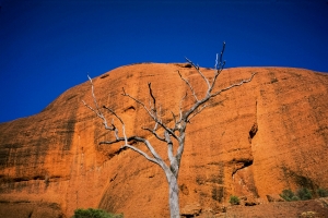 Stone and Wood and Time, Kata Tjuta, The Olgas, Northern Territory, Australia