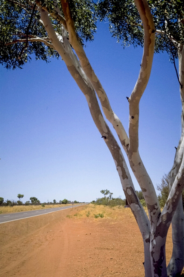 Roadside Ghost Gums, Simpson Desert, Stuart Highway, Near Tennant Creek, Northern Territory, Australia
