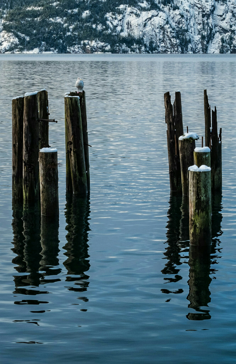 Gull and Pilings