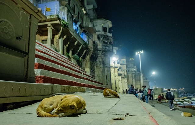 Sleeping Dogs, Kashi, Old Varanasi, Uttar Pradesh, India
