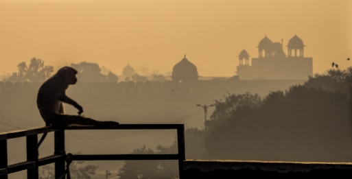 Monkey Sunrise, Red Fort, Chandni Chowk, Old Delhi, India