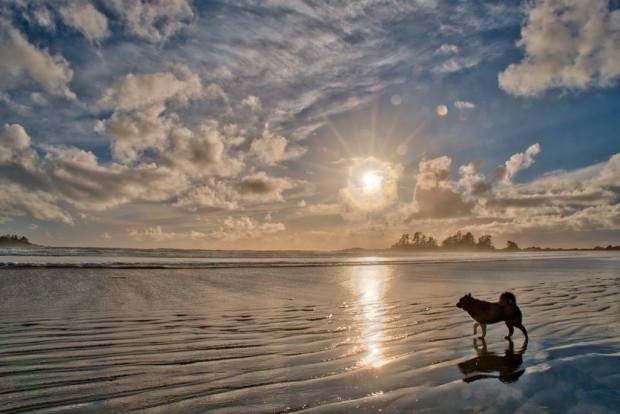 Nicki's Dog, Chesterman Beach, Tofino, Vancouver Island, British Columbia, Canada
