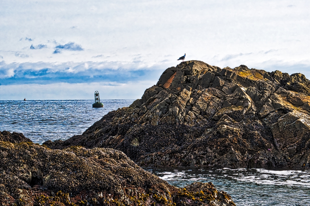 Seagull at Melfort Bell, Carolina Channel, Ucluelet, Vancouver Island, British Columbia, Canada