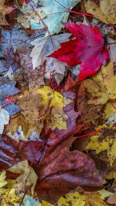 Fallen Maple Leaves, Stanley Park, Vancouver, British Columbia, Canada