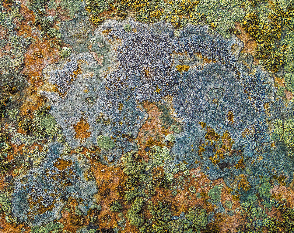 This Wee Continent of Life, Lichen, Drumheller, Alberta, Canada