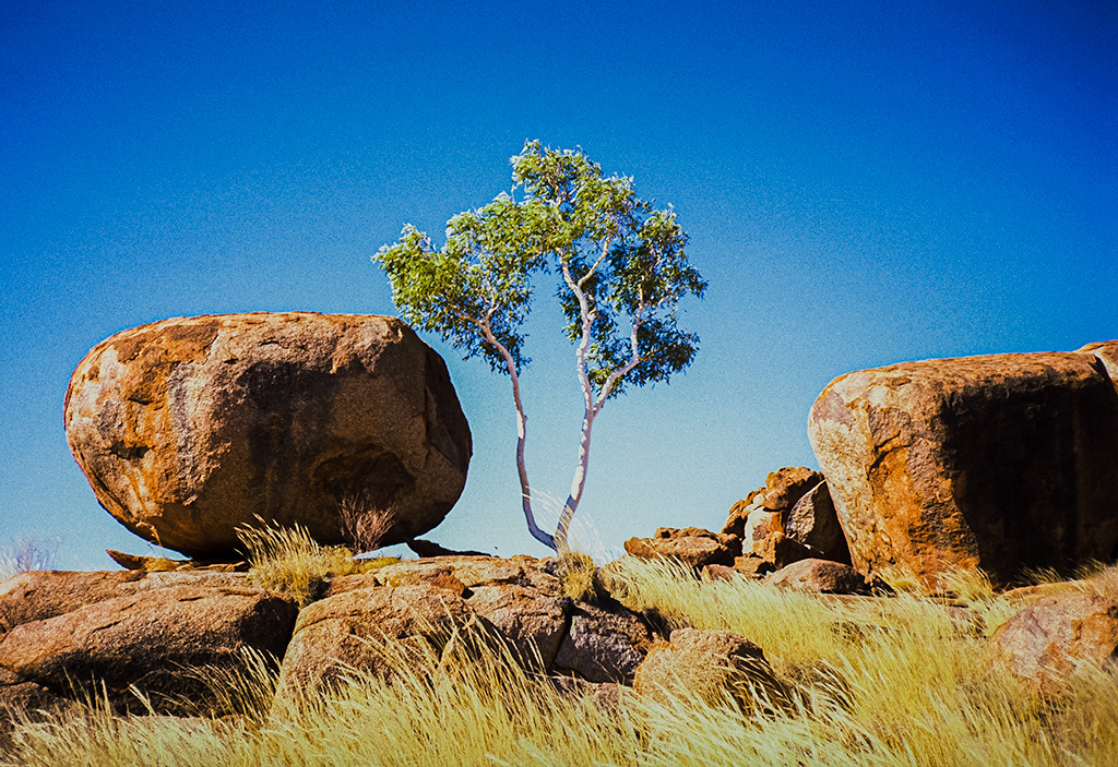 Endurance & Tenacity, Marble & Ghost Gum, Devil's Marbles, Northern Territory, Australia