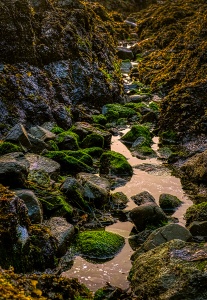 Low Tide, Big Beach, Wild Pacific Trail, Ucluelet, Vancouver Island, British Columbia, Canada
