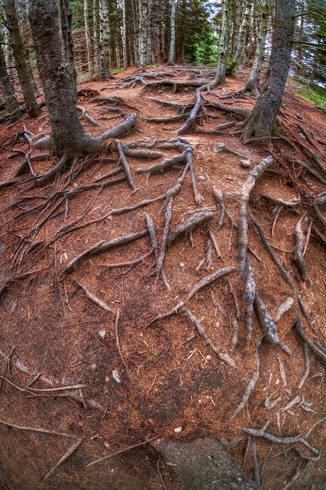 Roots on the Trail, Middle Head Trail, Cape Breton Highlands National Park, Nova Scotia, Canada