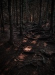 The Path Through Darkness, Middle Head Trail, Cape Breton Highlands National Park, Nova Scotia, Canada