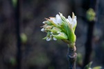 Bloom Burst, Hinge Park Wetland, False Creek, Vancouver, British Columbia, Canada