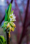 Early Spring Bloom, Hinge Park Wetland, Vancouver, British Columbia, Canada